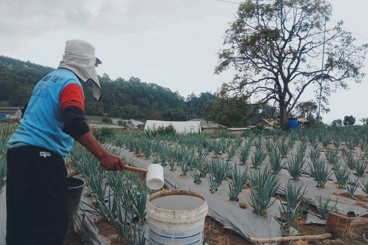 Tak Ada yang Murah, Harga Sayuran di Magetan Terkerek Kemarau
