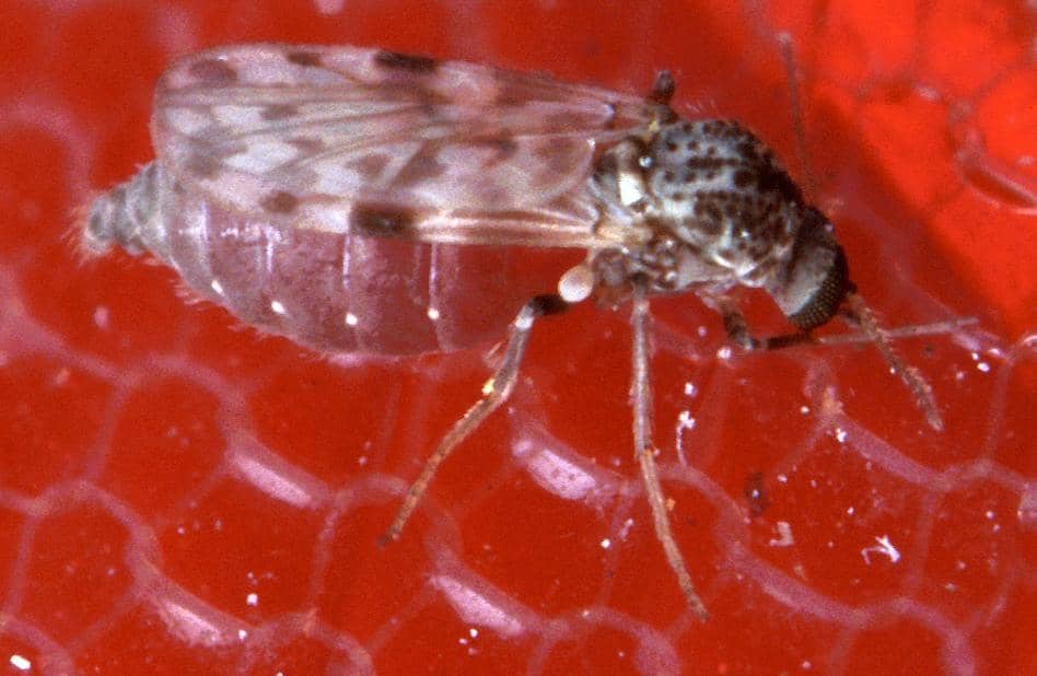 Serangga betina Culicoides sonorensis berukuran sekitar 1,6 mm mengisap darah melalui kulit dengan mulutnya.