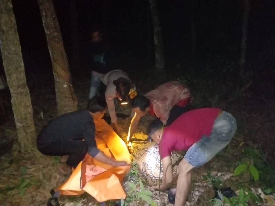 Pria di Mesuji Tewas Diamuk Massa, Tertangkap Curi Getah Karet