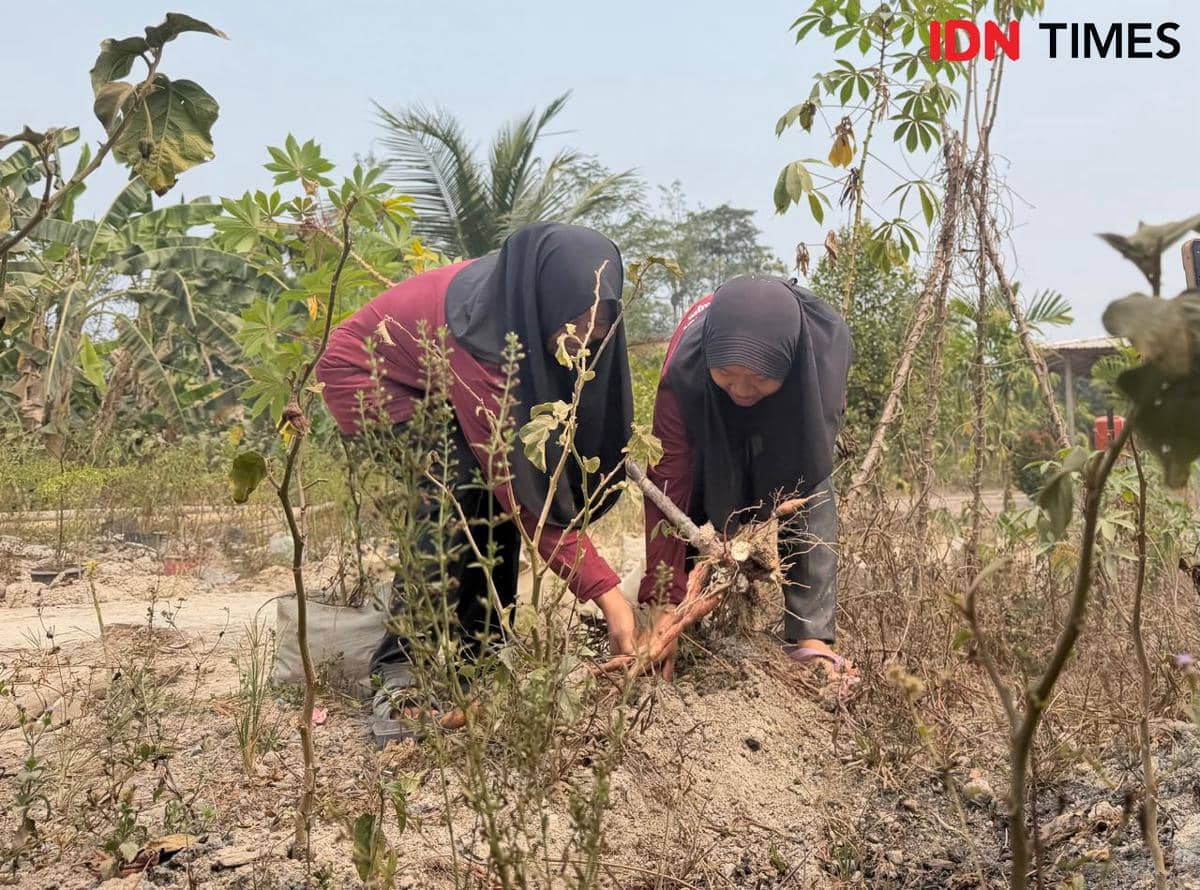 Menyulap Singkong Rp2 Ribu Jadi Mocaf Rp34 Ribu Ala Kaum Ibu KWT Embun Pagi Binaan Pertamina