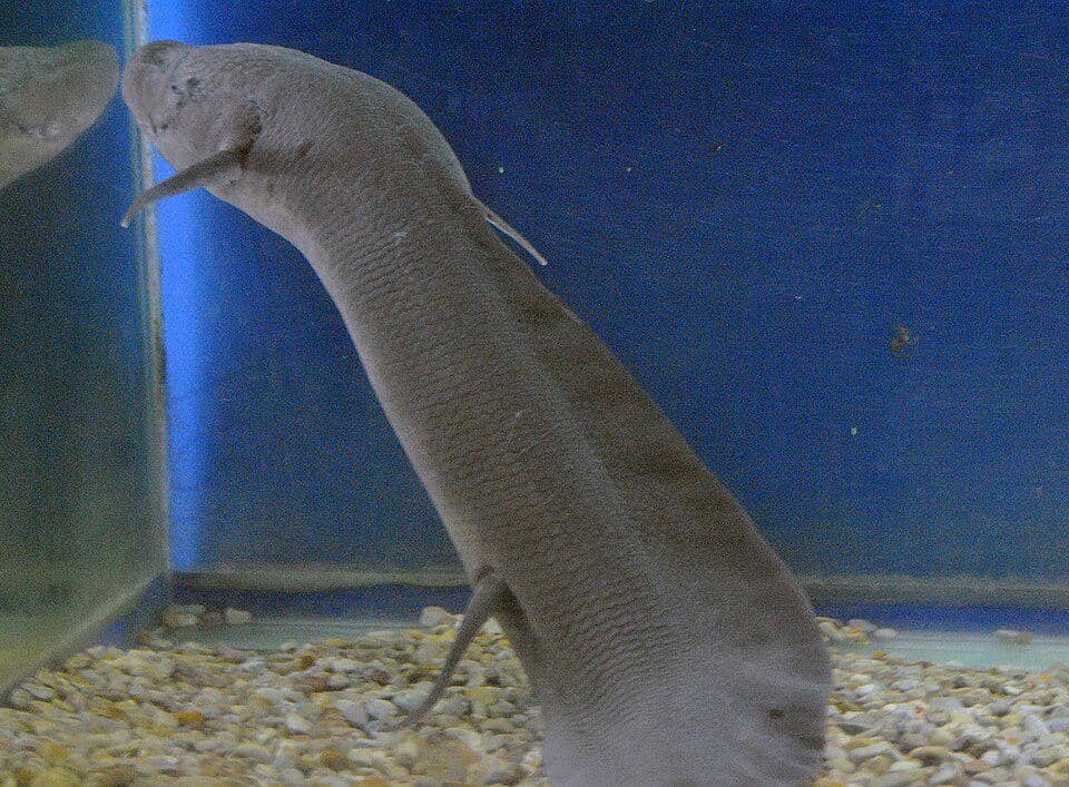 Ikan lungfish