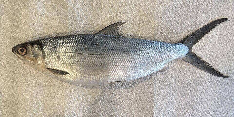 ikan badeng