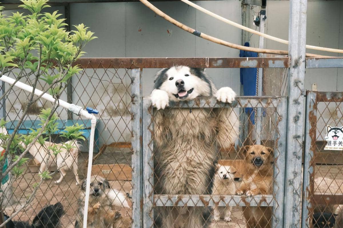 ilustrasi anjing-anjing mengintip dari kandang di balik pagar