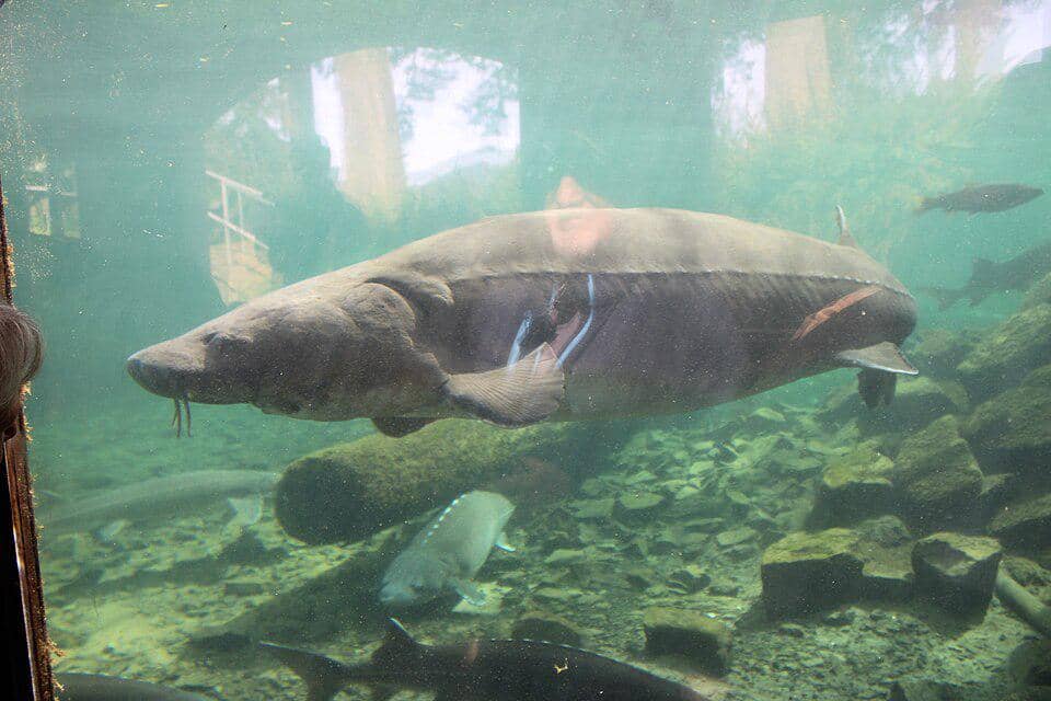 Ikan sturgeon
