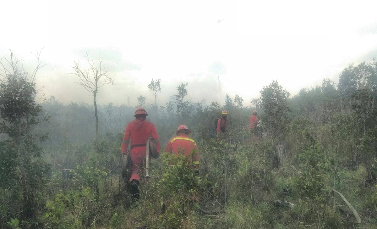 Petugas Regu Pemadam Kebakaran PT Bumi Andalas Permai memadamkan kebakaran hutan dan lahan di wilayah perusahaan.