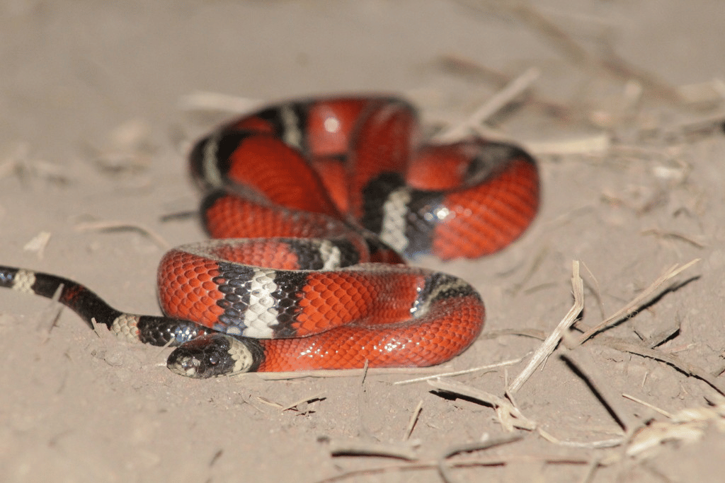 5 Ular Berwarna Merah yang Hidup di Meksiko, Berukuran Kecil!