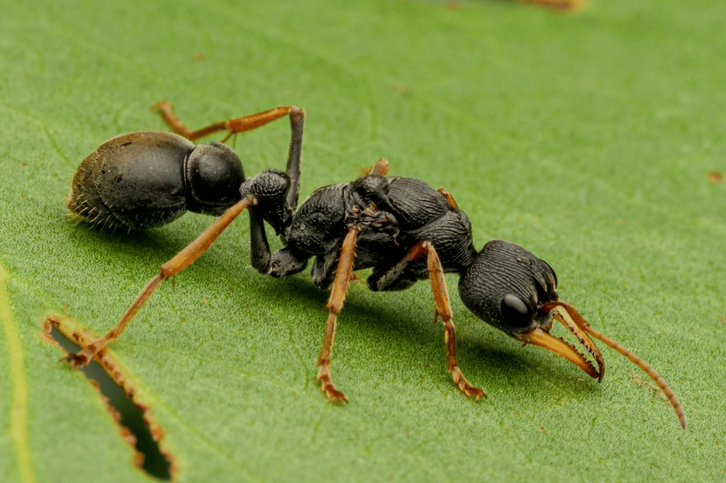 5 Fakta Menarik Semut Jack Jumper, Sengatannya Mematikan!