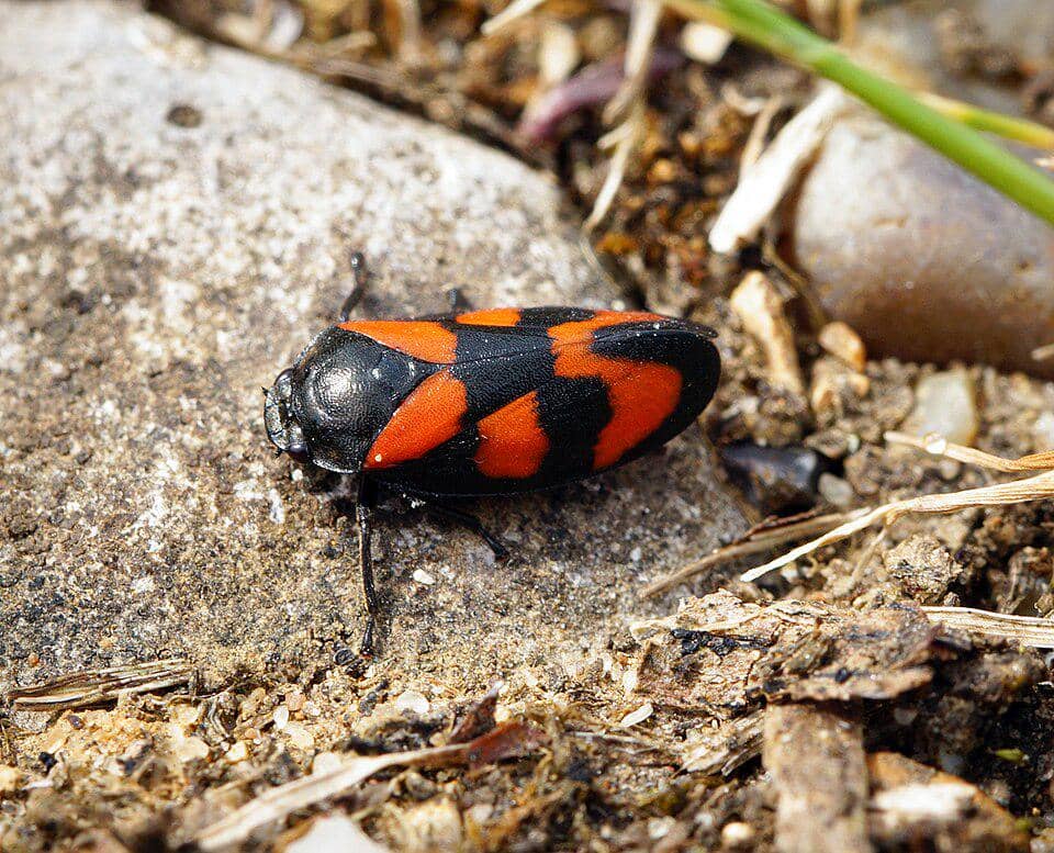 Serangga Cercopis vulnerata