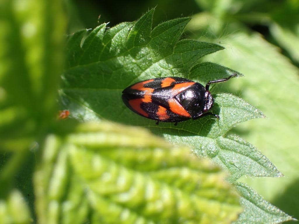 Serangga Cercopis vulnerata