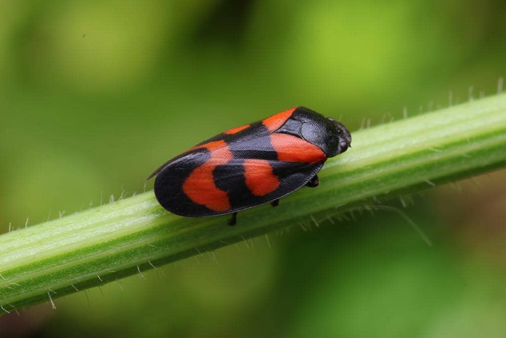 Serangga Cercopis vulnerata