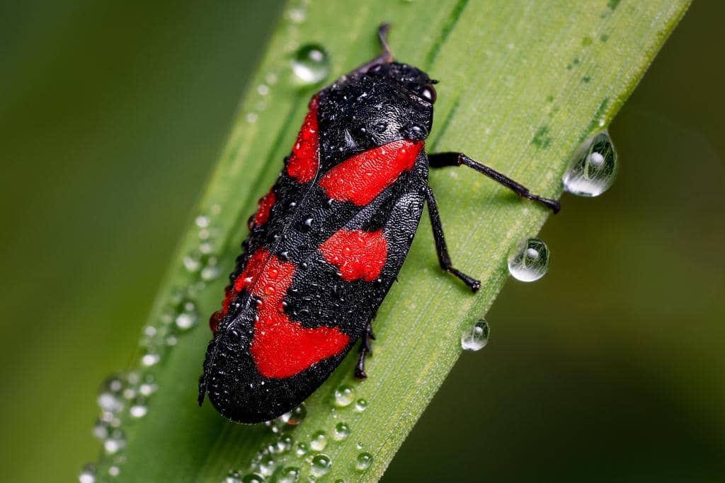 Serangga Cercopis vulnerata
