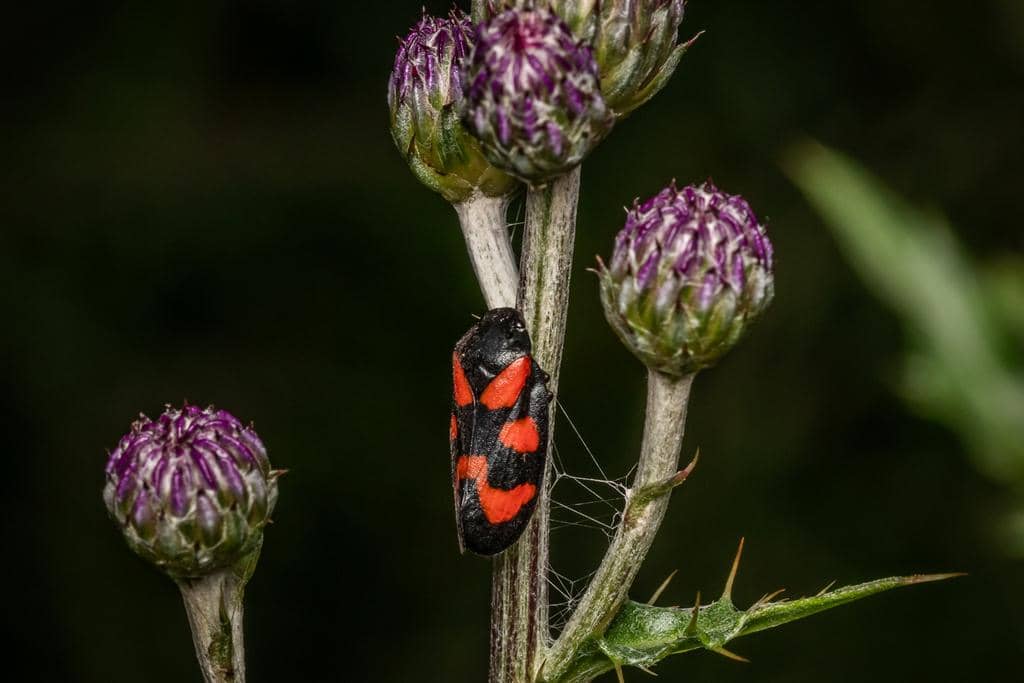 Serangga Cercopis vulnerata