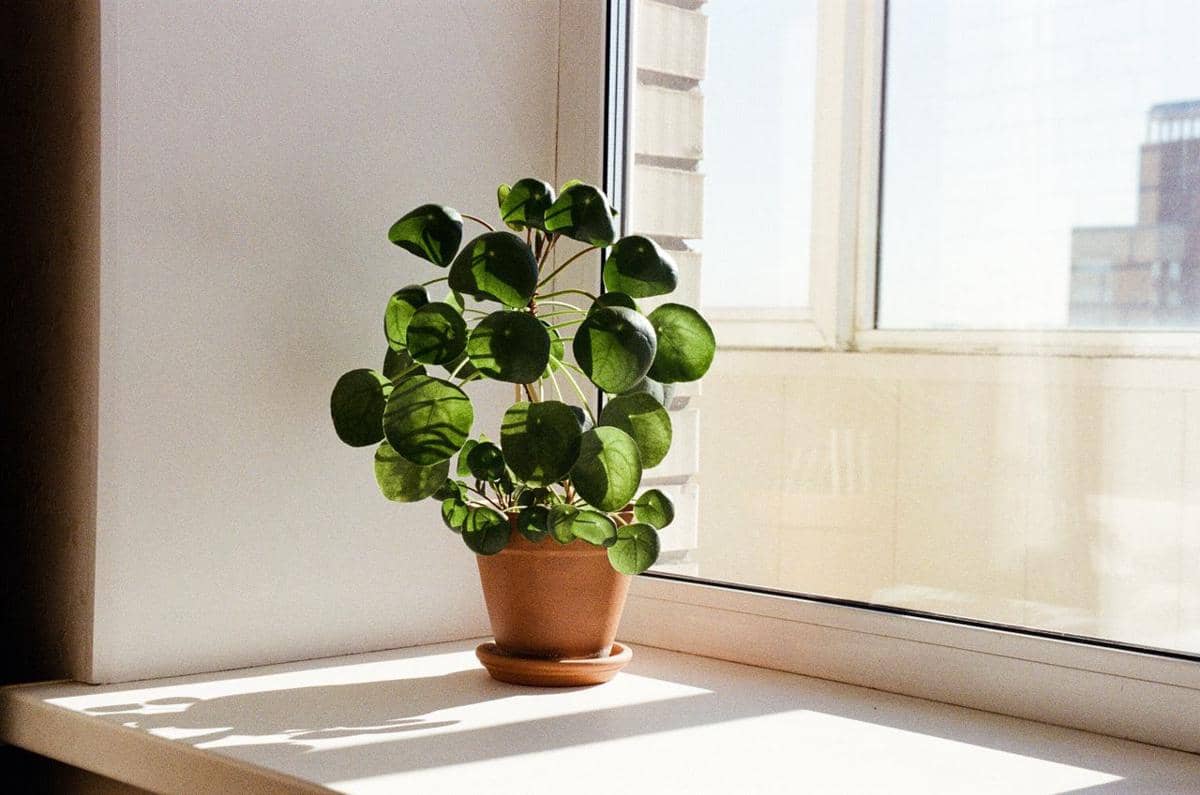 ilustrasi peperomia koin