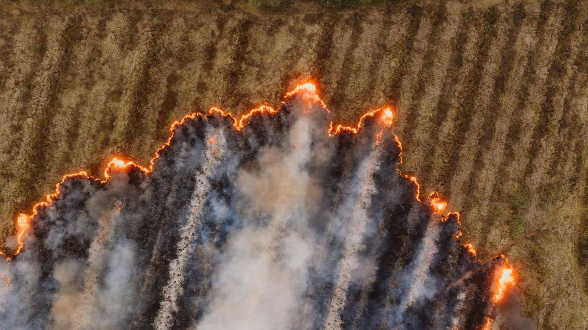 5 Fakta Menarik Kebakaran Gambut, Beda dari Kebakaran Hutan Biasa