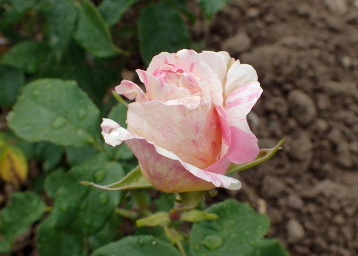 ilustrasi rosa claude monet