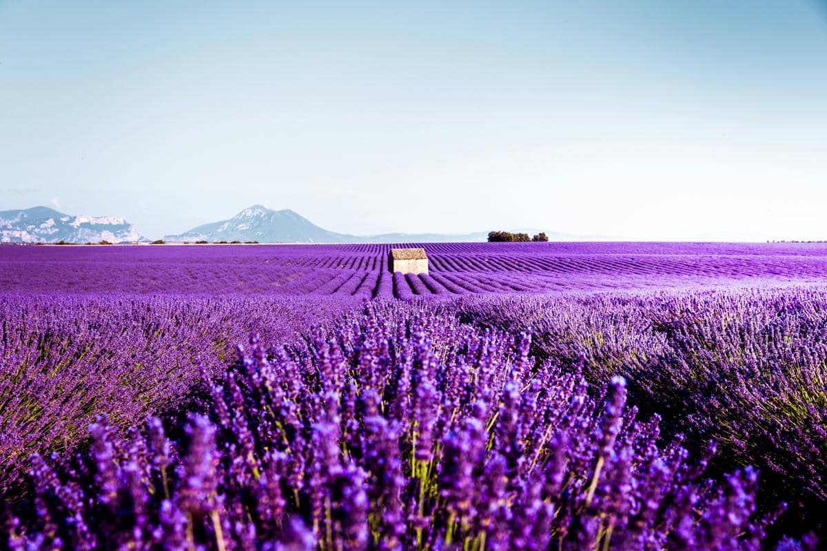 5 Fakta Valensole, Dataran Penghasil Lavender dan Lavandin di Prancis