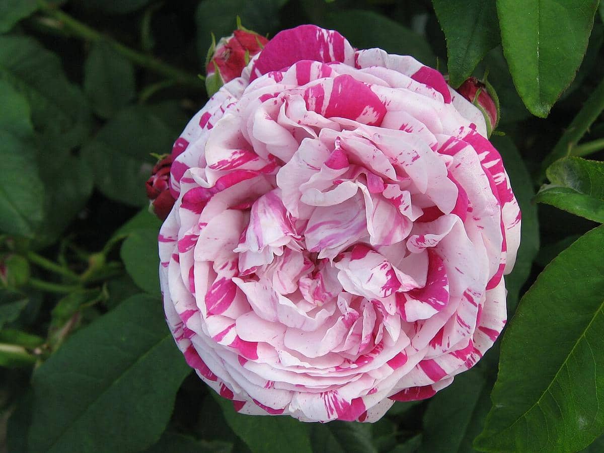 ilustrasi rosa variegata di bologna
