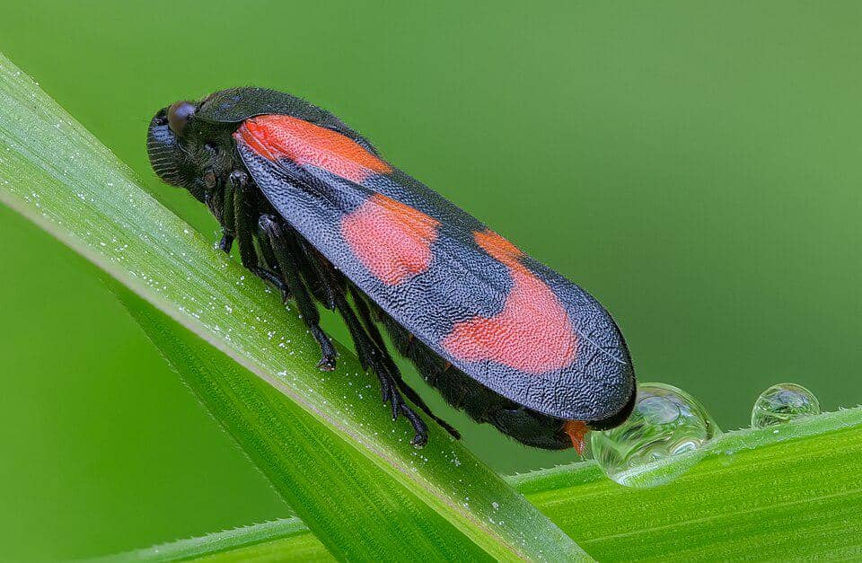 5 Fakta Common Froghopper, Serangga Merah Hitam yang Jago Melompat