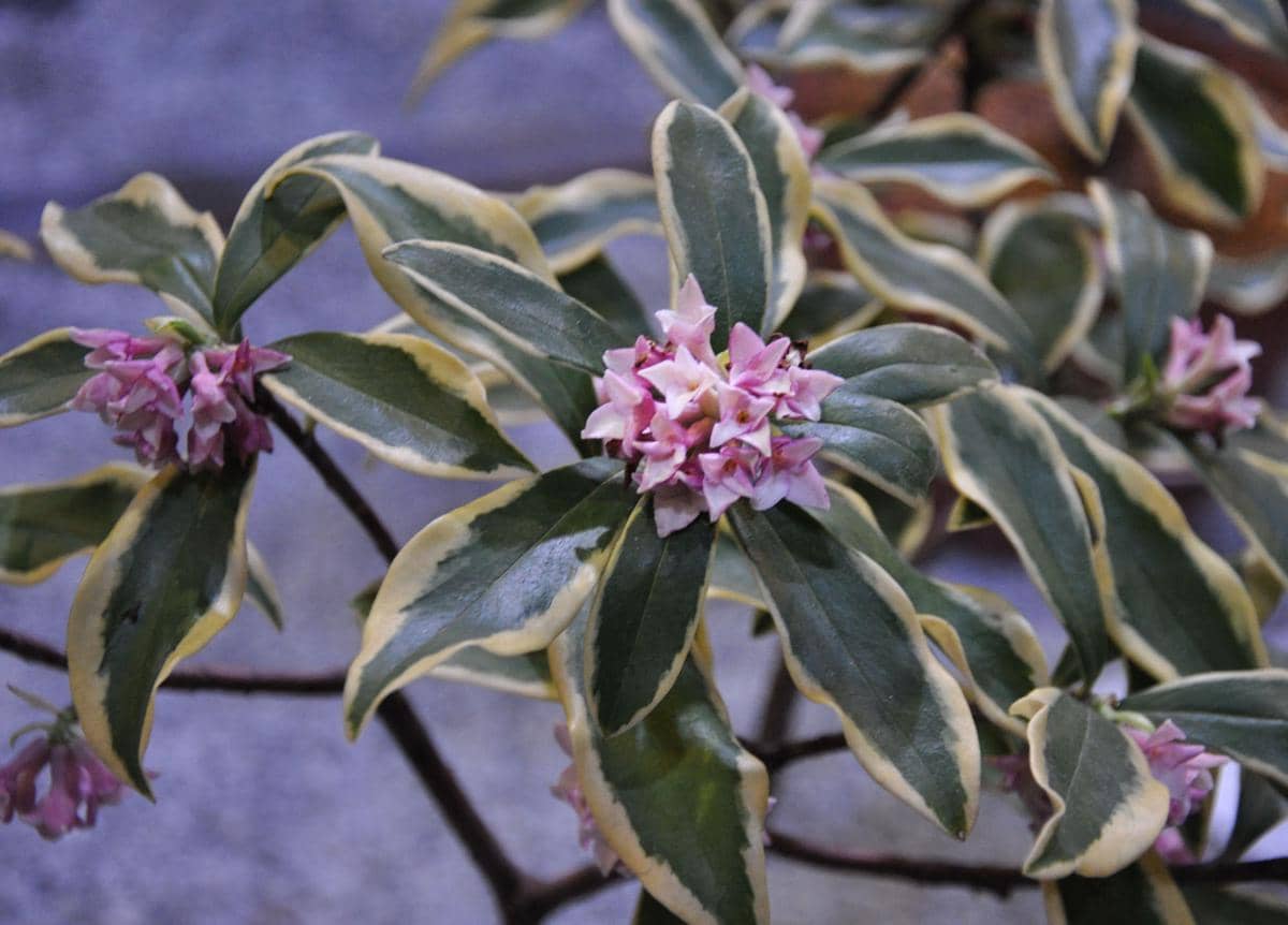 5 Tanaman Bunga Variegata yang Memiliki Aroma Harum, Estetik!