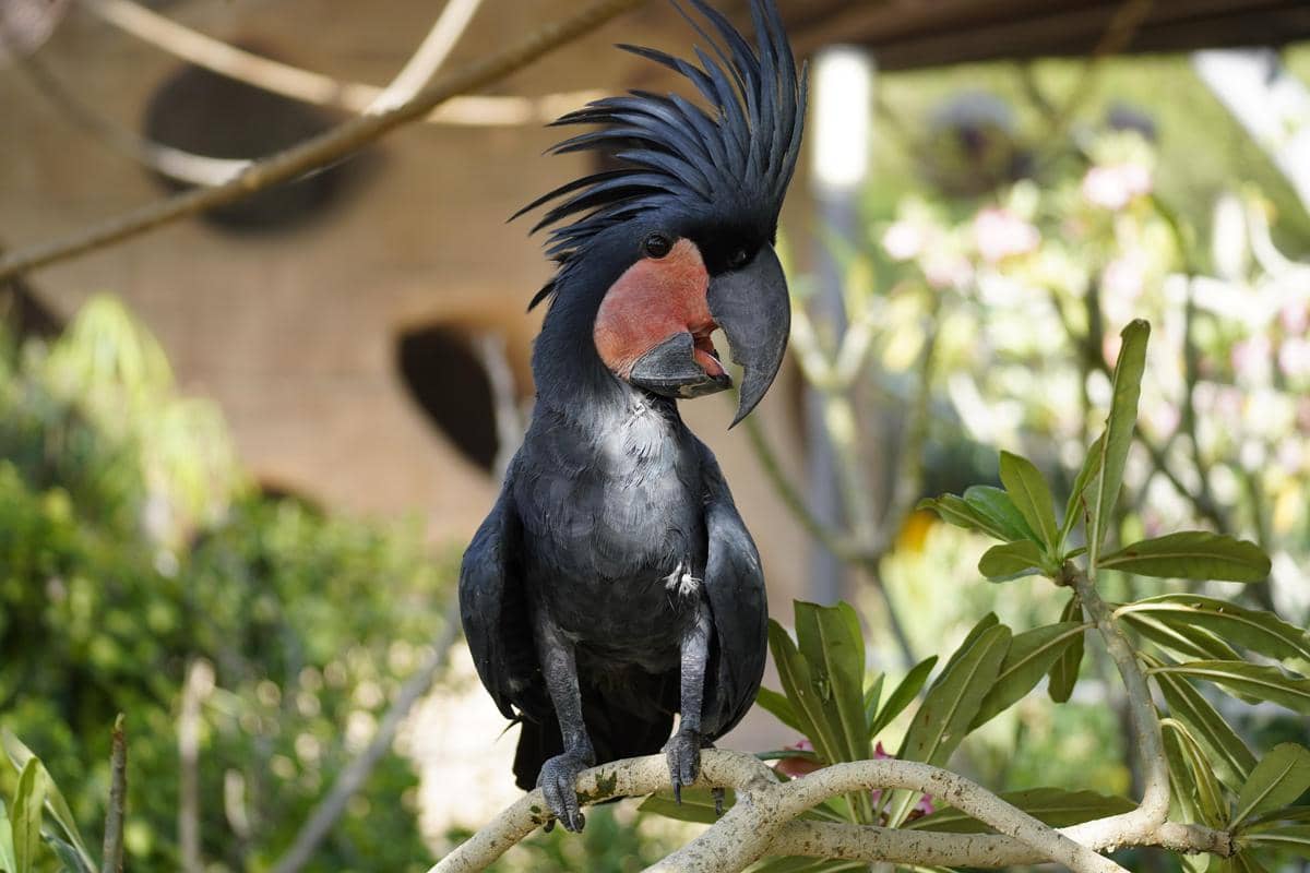 Palm cockatoo