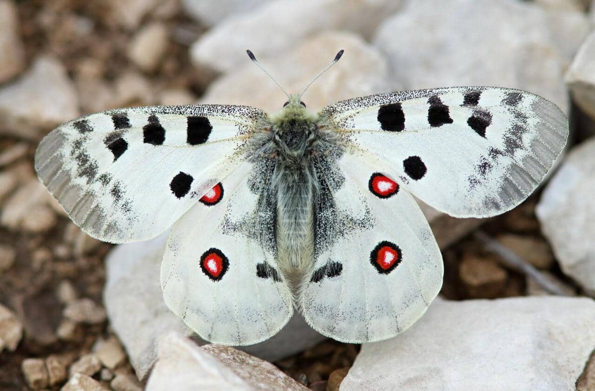 Kupu-kupu Apollo (Parnassius apollo).
