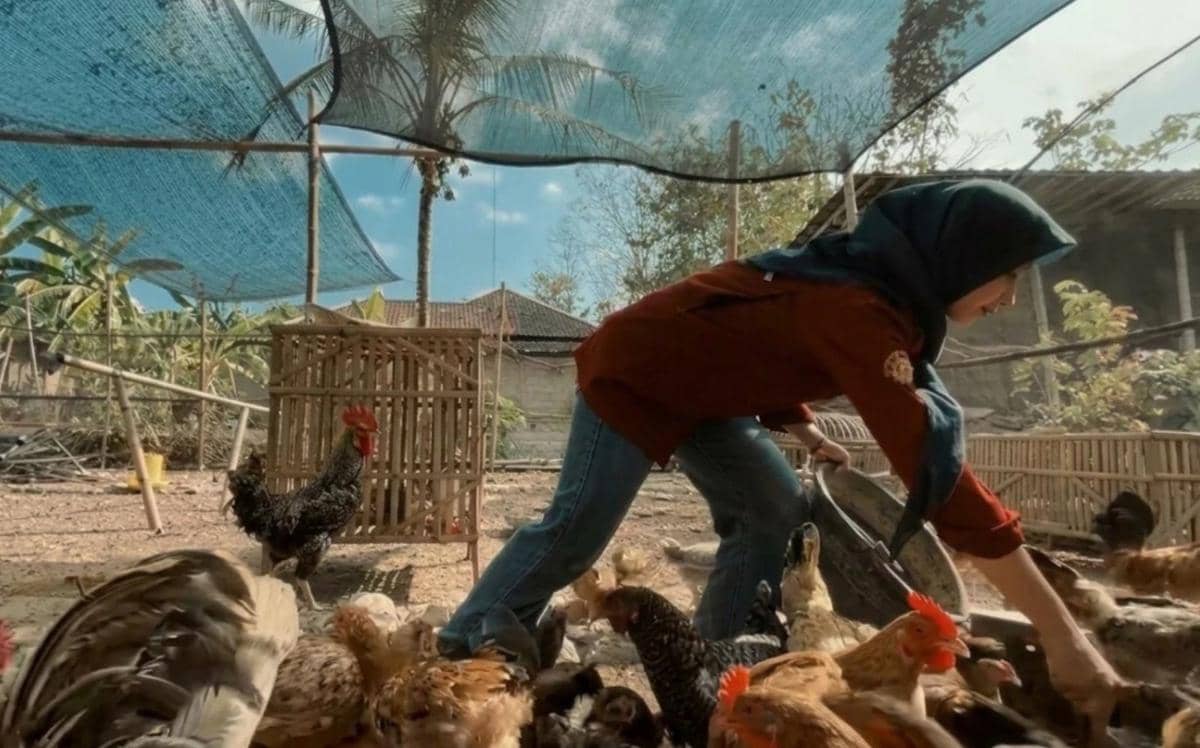 Modal Uang Beasiswa Rp500 Ribu, Anjeli Kembangkan Usaha Ternak Ayam