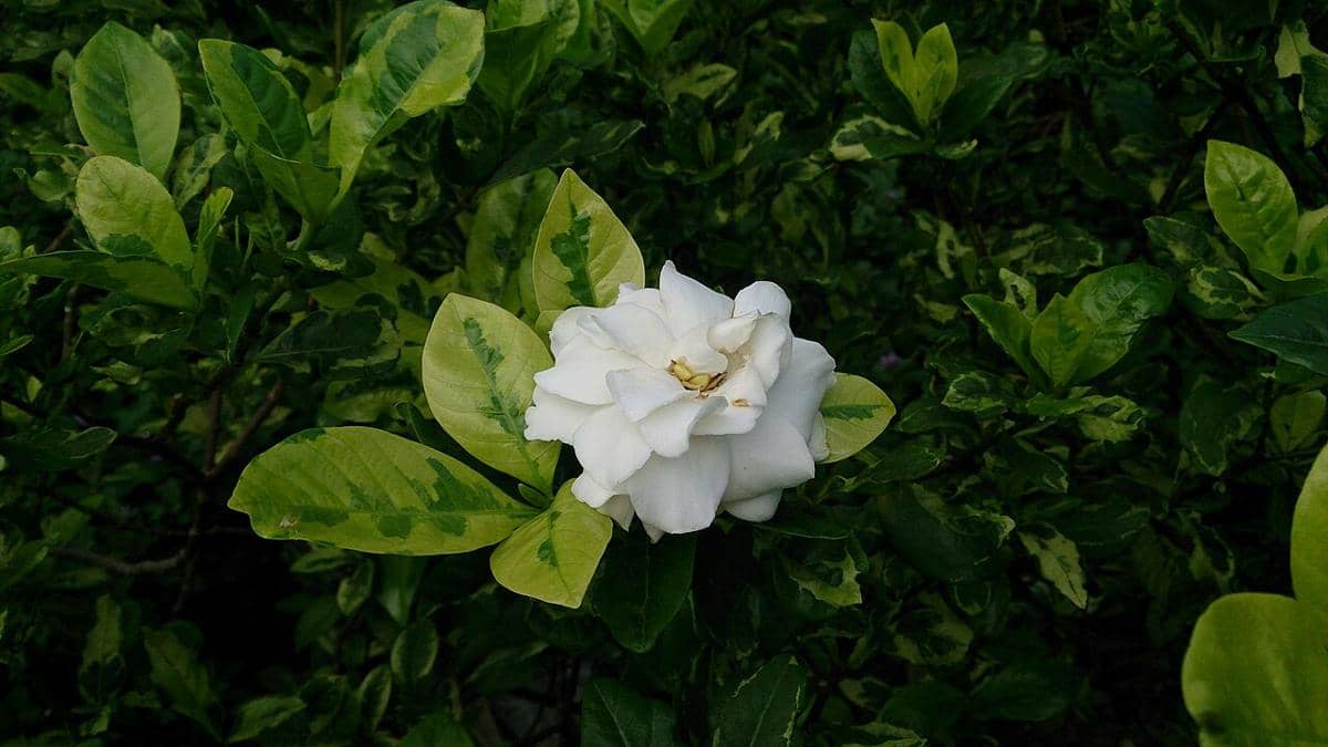 ilustrasi gardenia jasminoides variegata