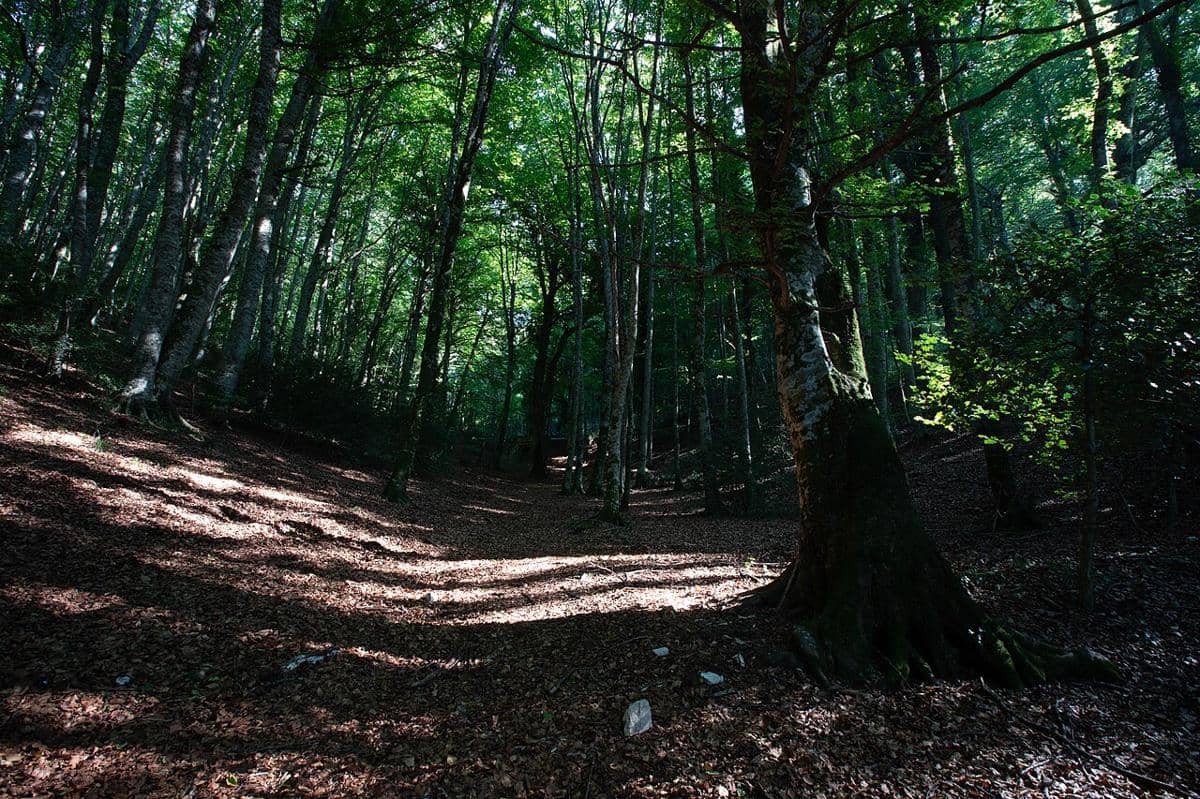 Foresta Umbra atau hutan Umbra yang menjadi "jantung hijau" Taman Nasional Gargano