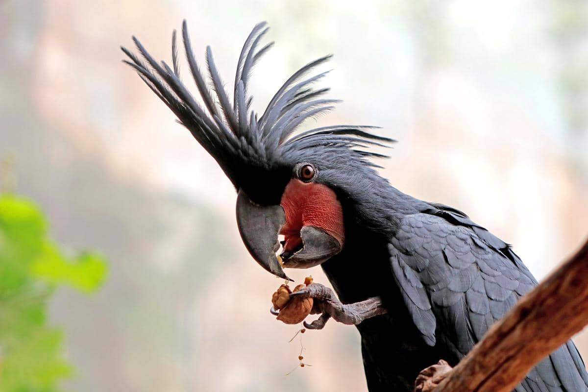 5 Fakta Burung Palm Cockatoo, Bisa Memakai Alat untuk Membuat Irama