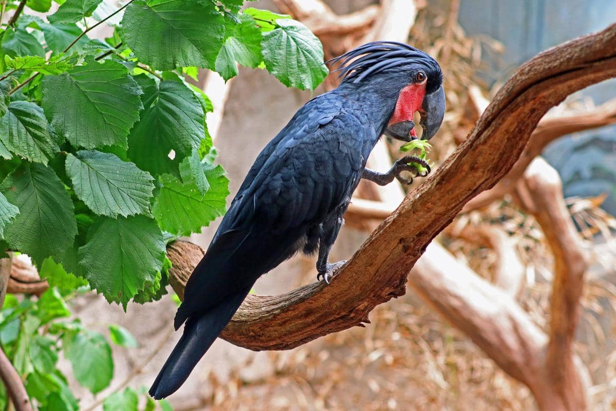 Palm cockatoo