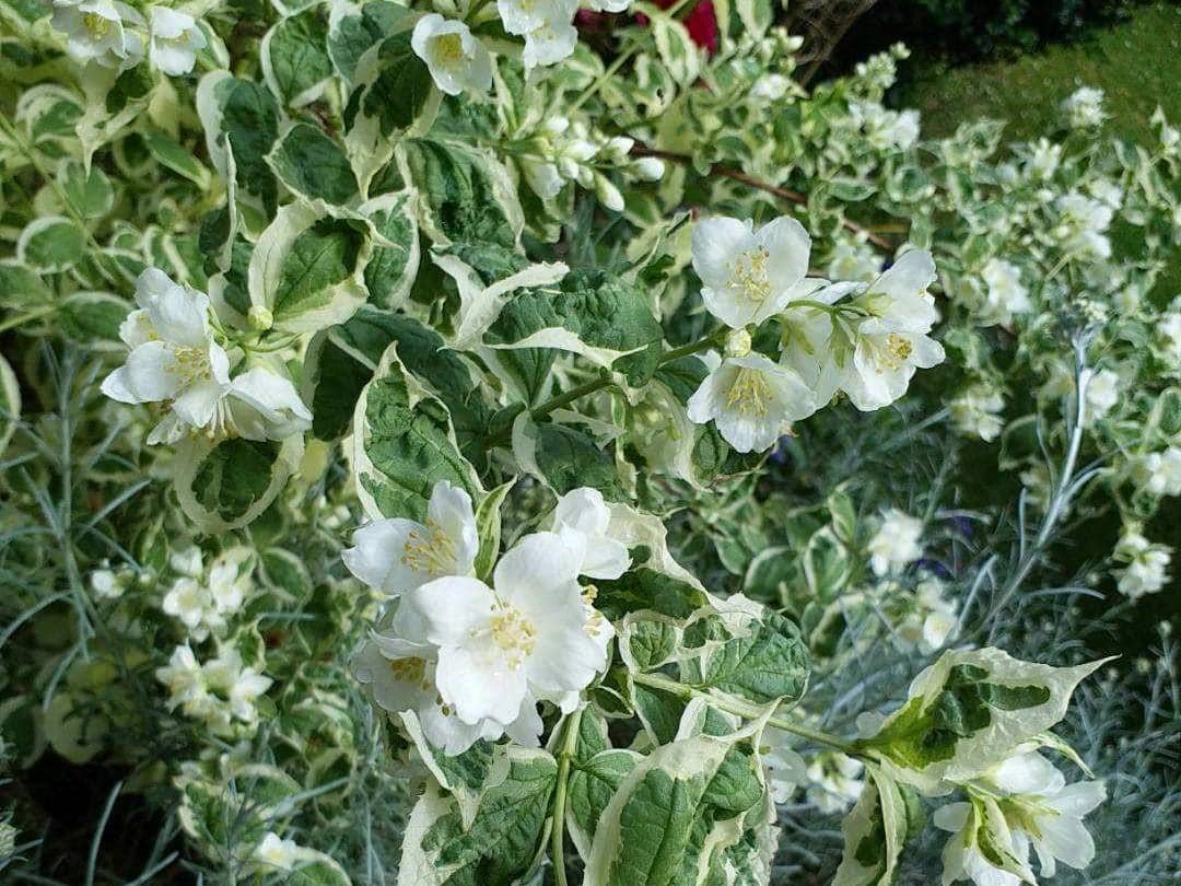 ilustrasi philadelphus coronarius variegatus