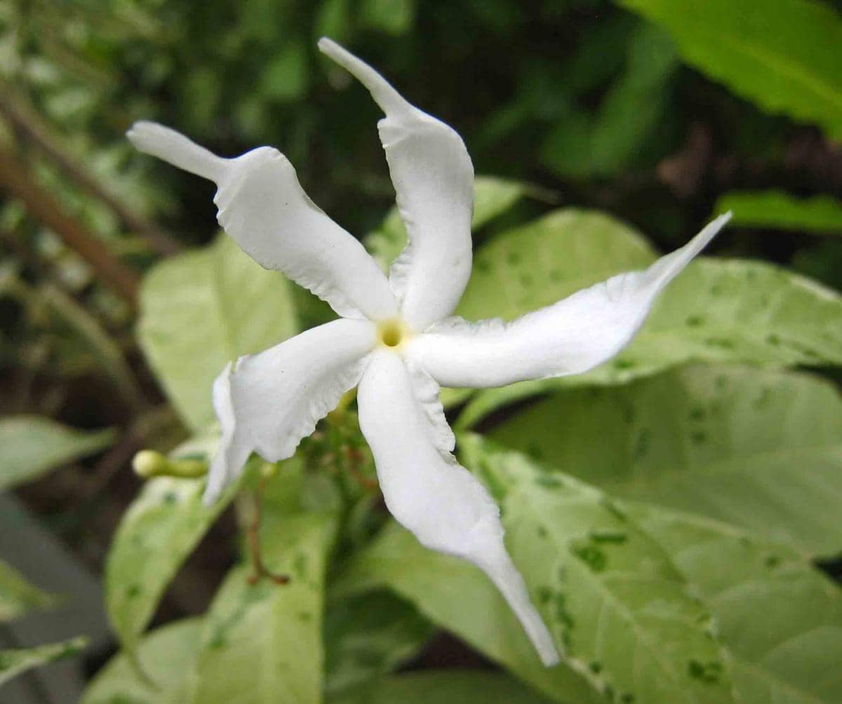 ilustrasi tabernaemontana divaricata variegata