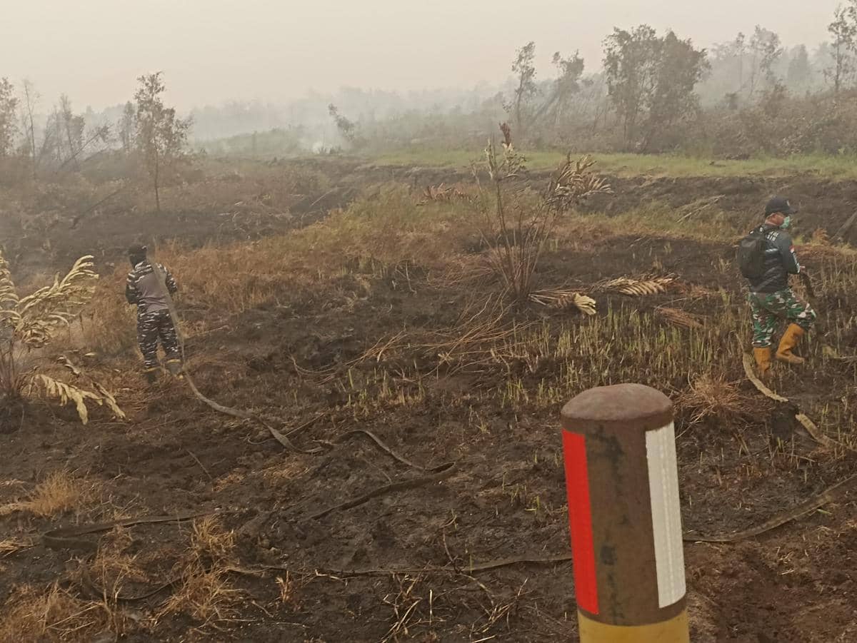 Melihat dari Dekat Kondisi Lahan Gambut Kalsel Menghitam dan Berasap