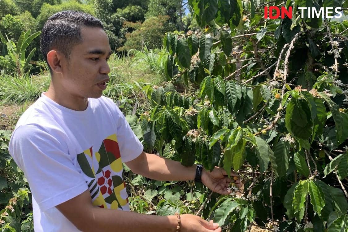 Irene menunjukkan pohon kopi yellow caturra