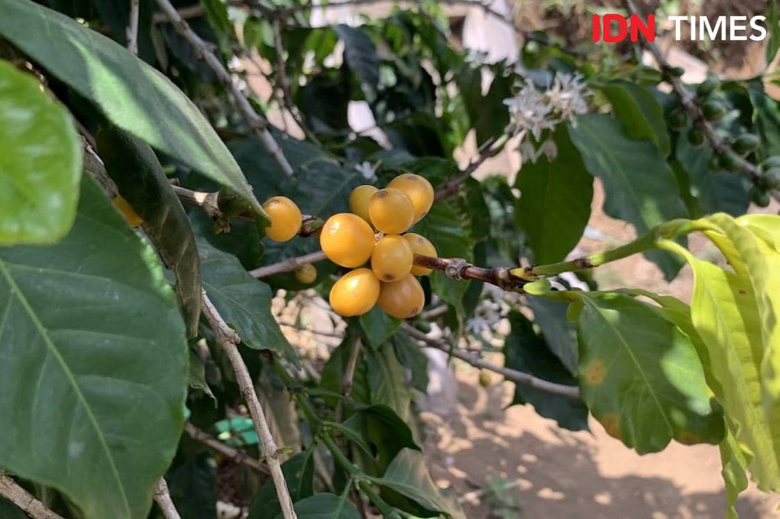 Mengenal Kopi Arabika Yellow Caturra dan Juria Khas Manggarai