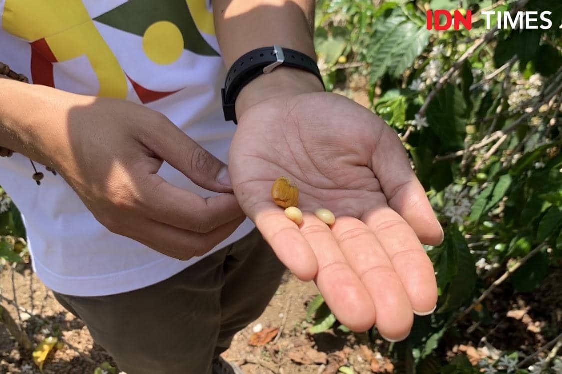 Potret biji kopi yellow caturra khas Manggarai