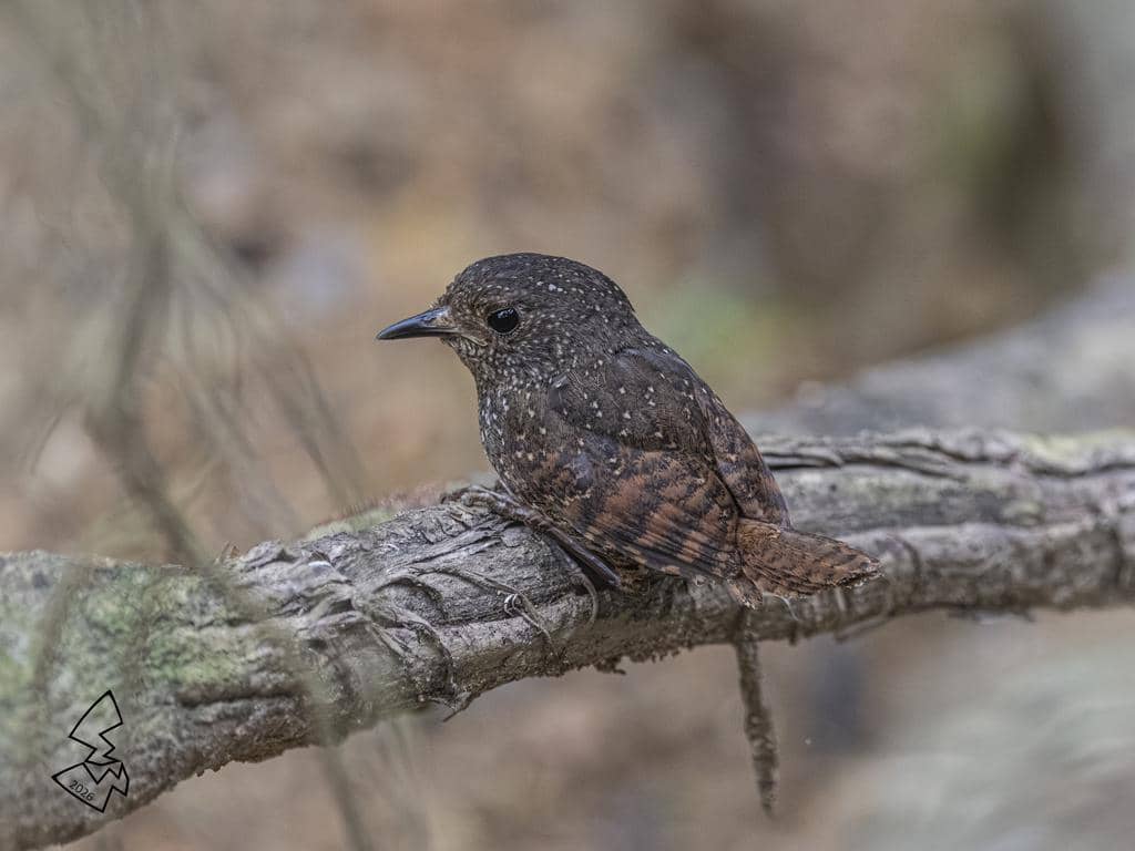 5 Fakta Spotted Elachura, Burung Mungil yang Punya Keluarga Sendiri