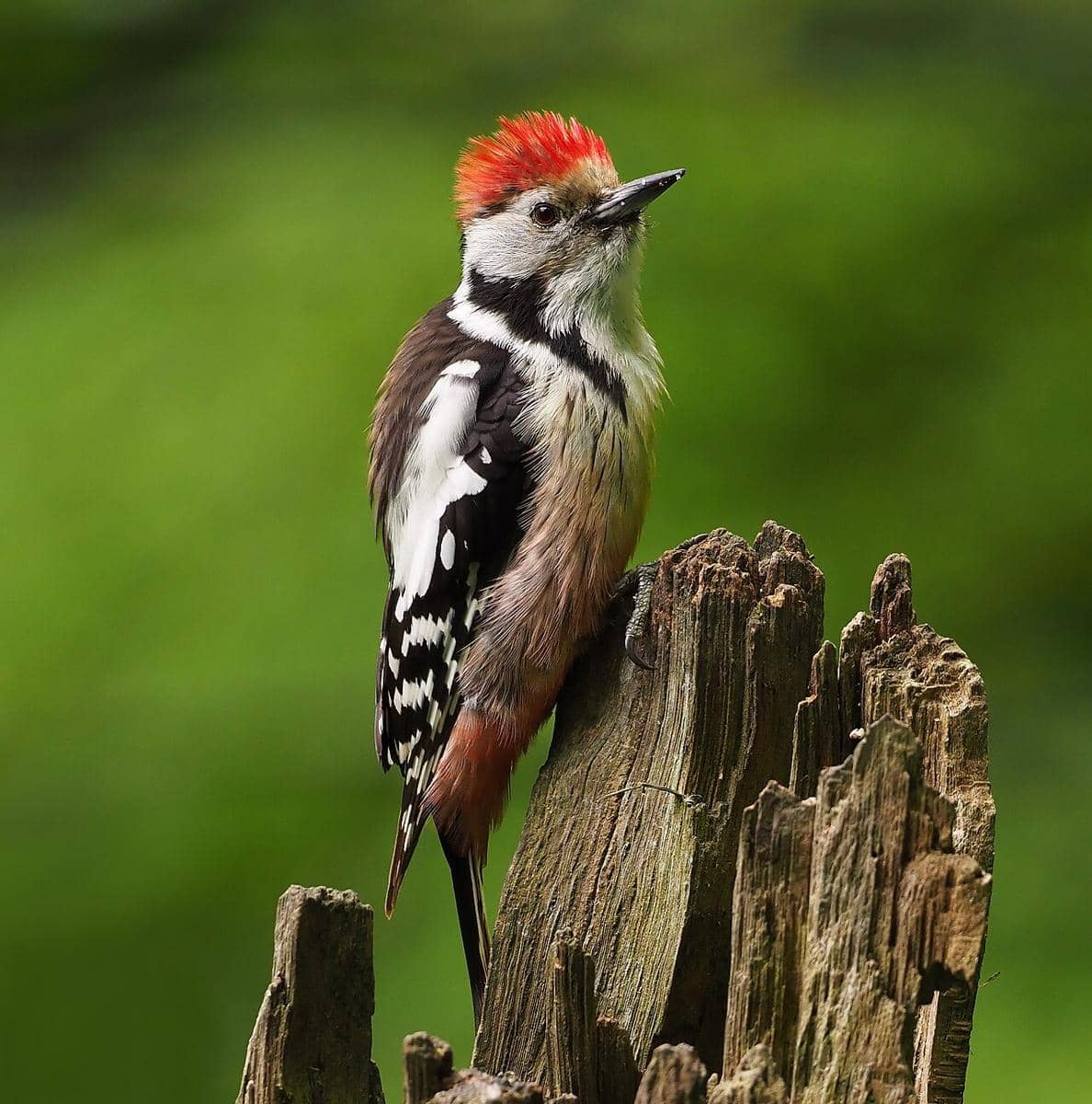 potret burung Middle spotted woodpecker (Dendrocoptes medius), spesies burung yang juga ditemukan di Taman Nasional Gargano