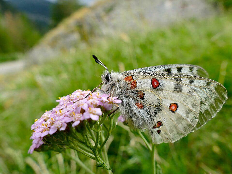 Kupu-kupu Apollo (Parnassius apollo).
