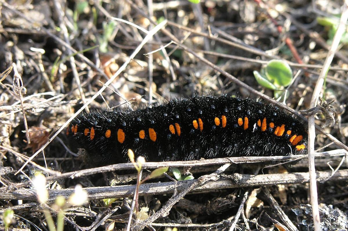 Ulat kupu-kupu Apollo (Parnassius apollo).