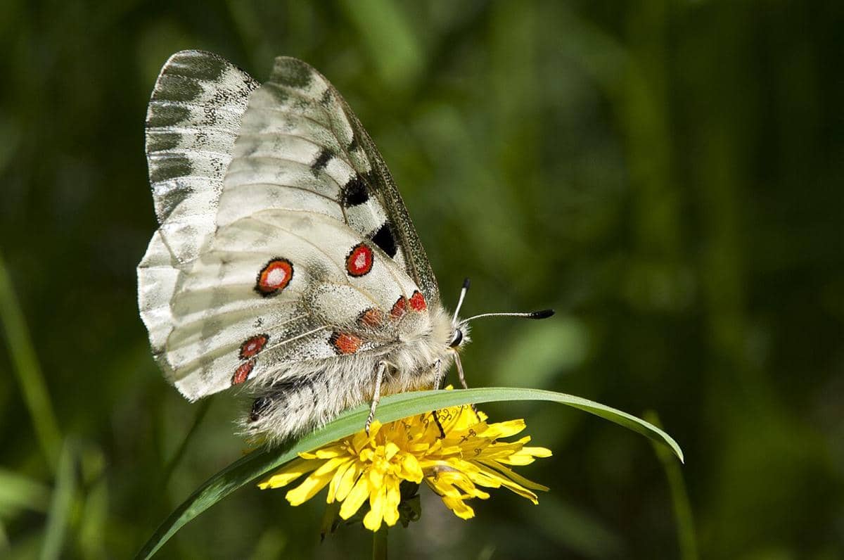 Kupu-kupu Apollo (Parnassius apollo).