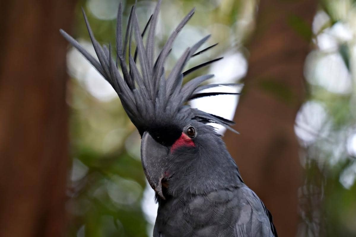 Palm cockatoo