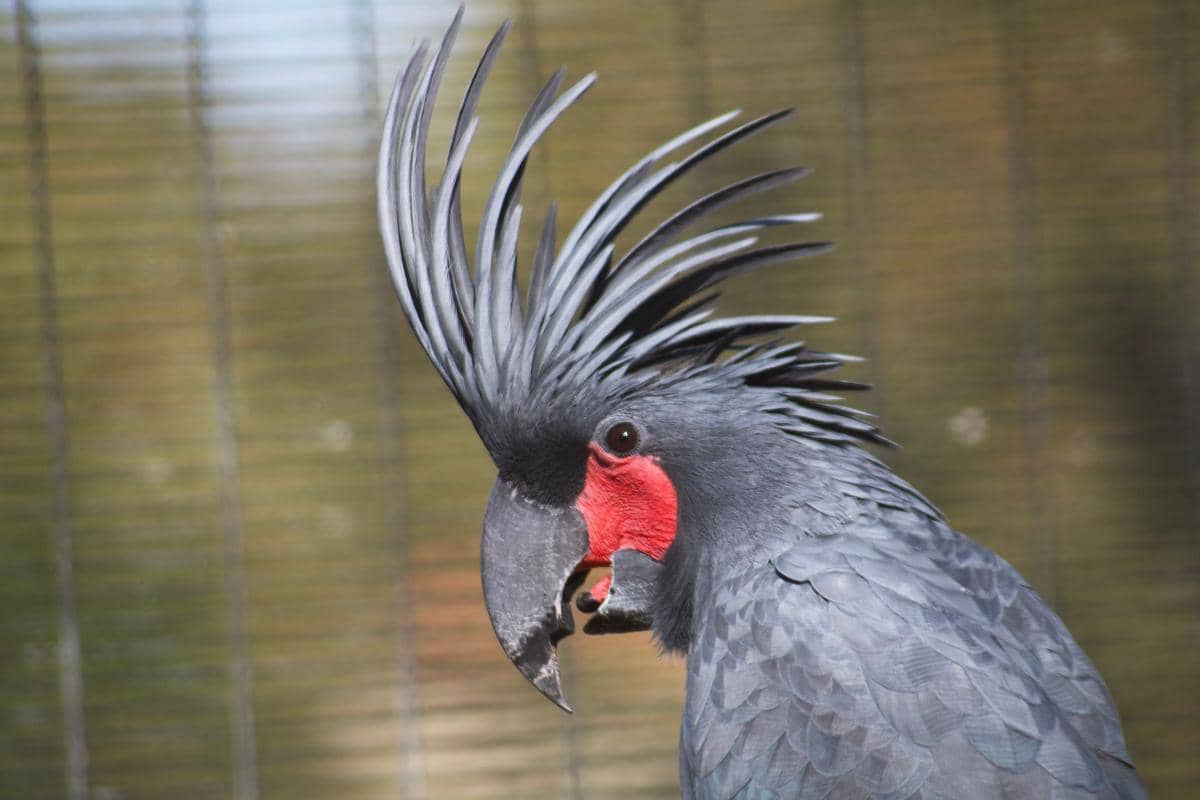 Palm cockatoo