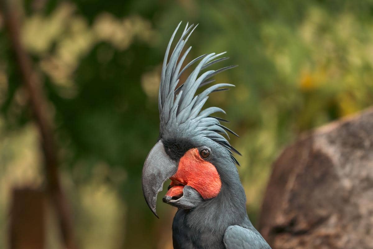 Palm cockatoo