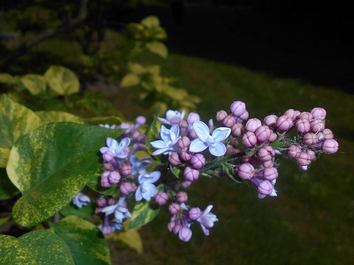 ilustrasi syringa vulgaris aucubaefolia