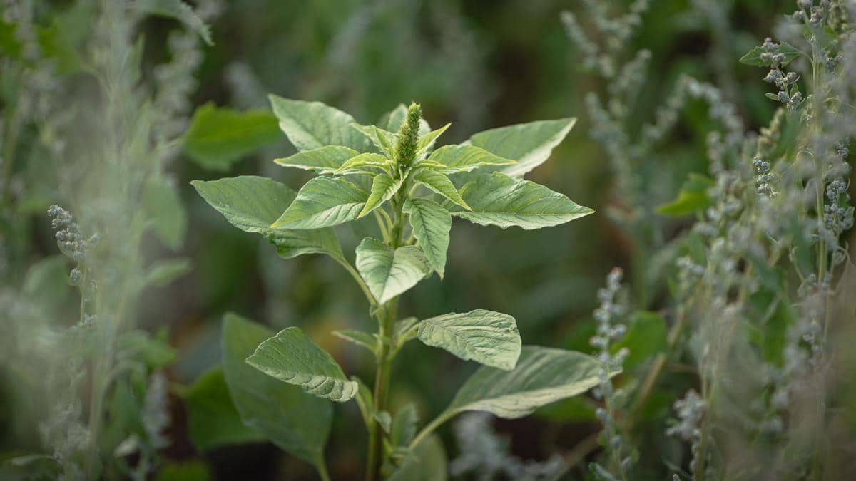 Tanaman bayam hijau dengan daun segar tumbuh rapat di area kebun sebagai ilustrasi sayuran daun bernutrisi.