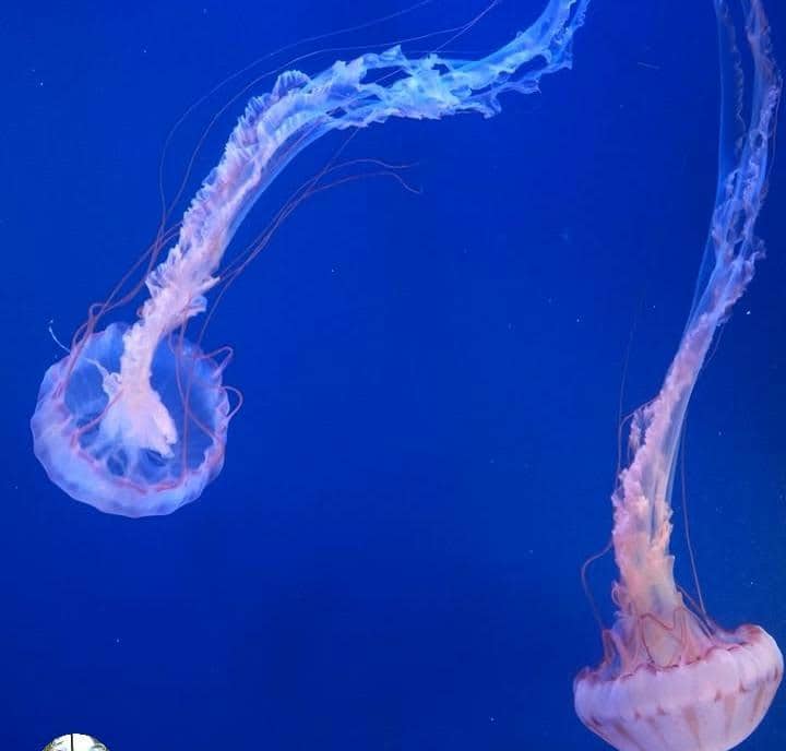 Aurelie Moeremans ajak anak jalan-jalan ke Aquarium of the Pacific