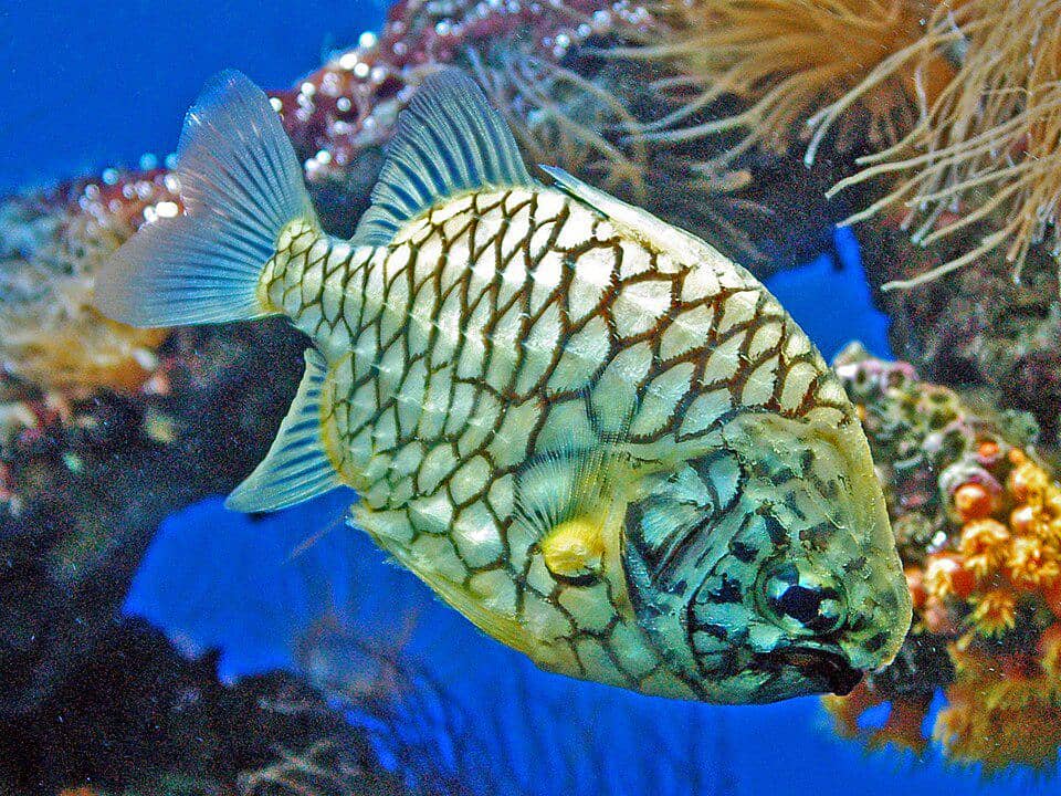 5 Fakta Pineapplefish, Ikan Laut Unik Endemik Australia