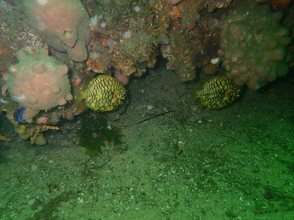 Habitat pineapplefish
