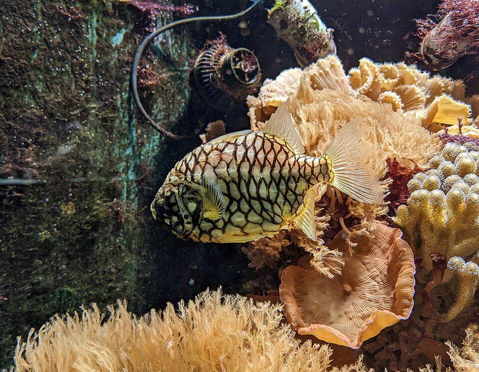 Spesies ikan yang mirip buah nanas